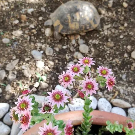 Apartamento Garden Family Makarska